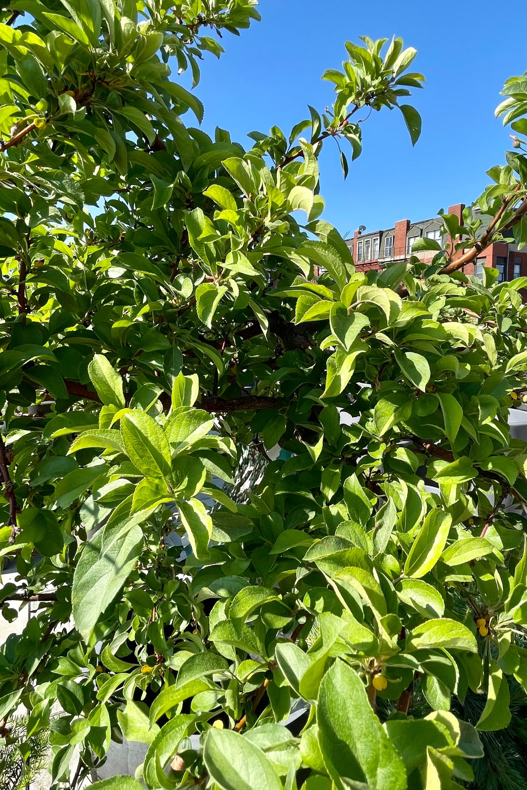 Malus 'Tina' crabapple detail of the green leaves after bloom with the blue sky background at the end of June at Sprout Home.  ©Sprout Home