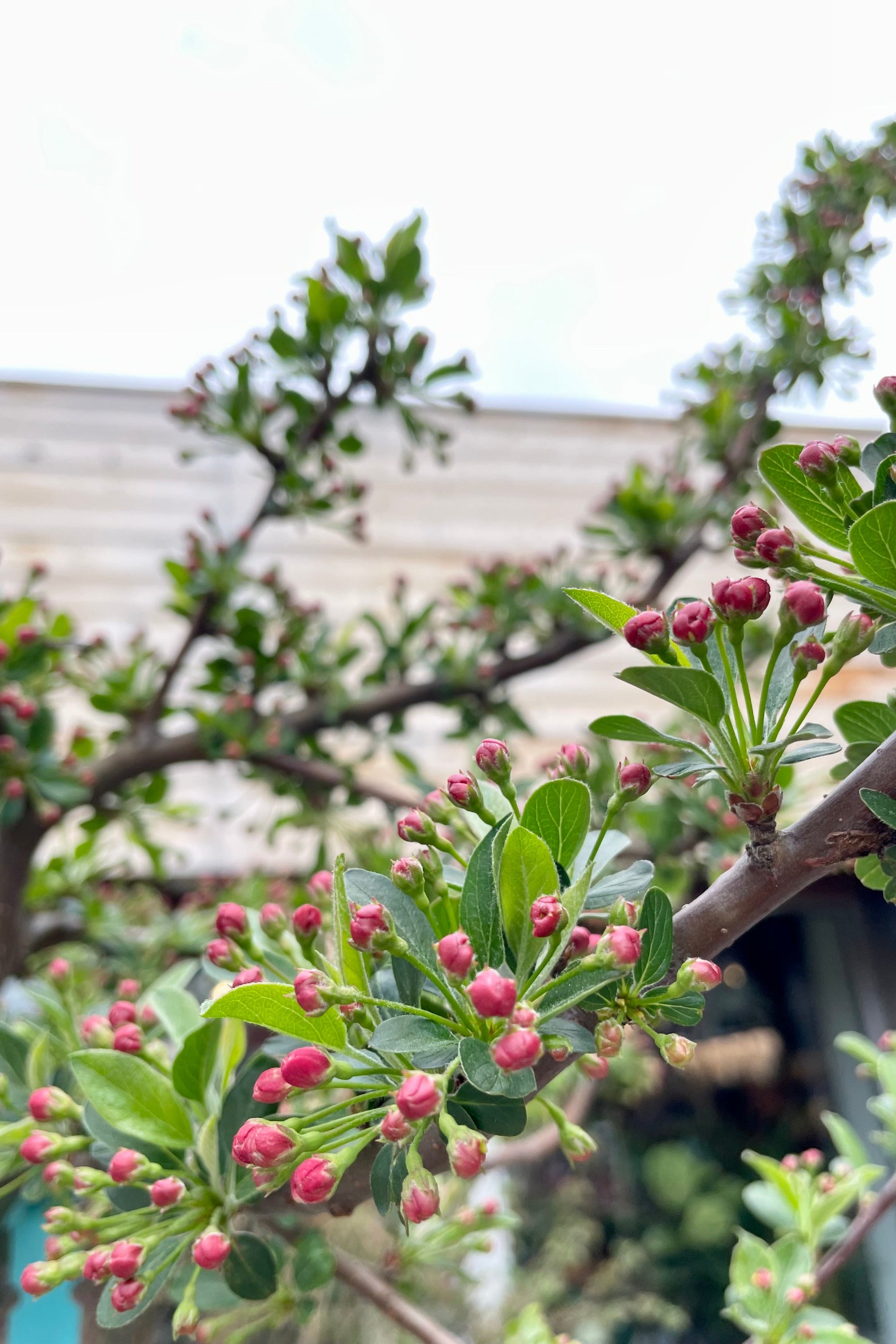 Malus 'Tina' showing the pink buds about to open the middle of April at Sprout Home.   ©Sprout Home