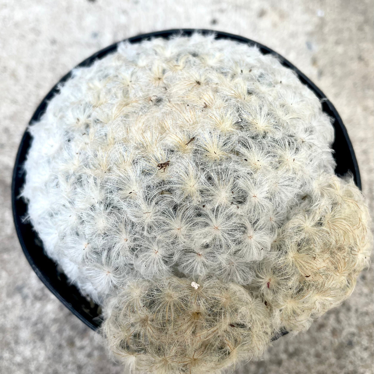 Mammillaria plumosa 3.5