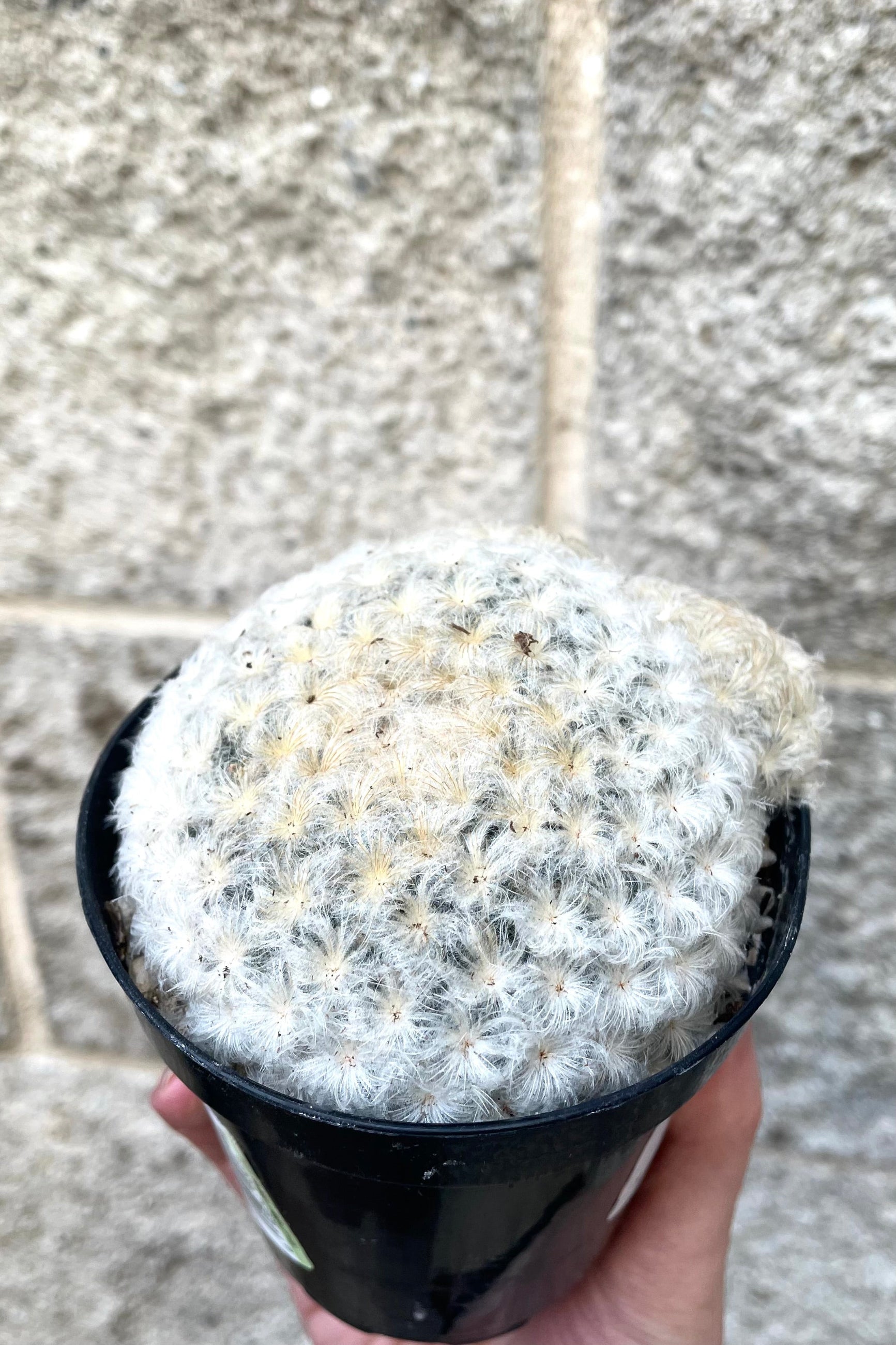 A hand holds Mammillaria plumosa 3.5" in grow pot against concrete backdrop ©Sprout Home 