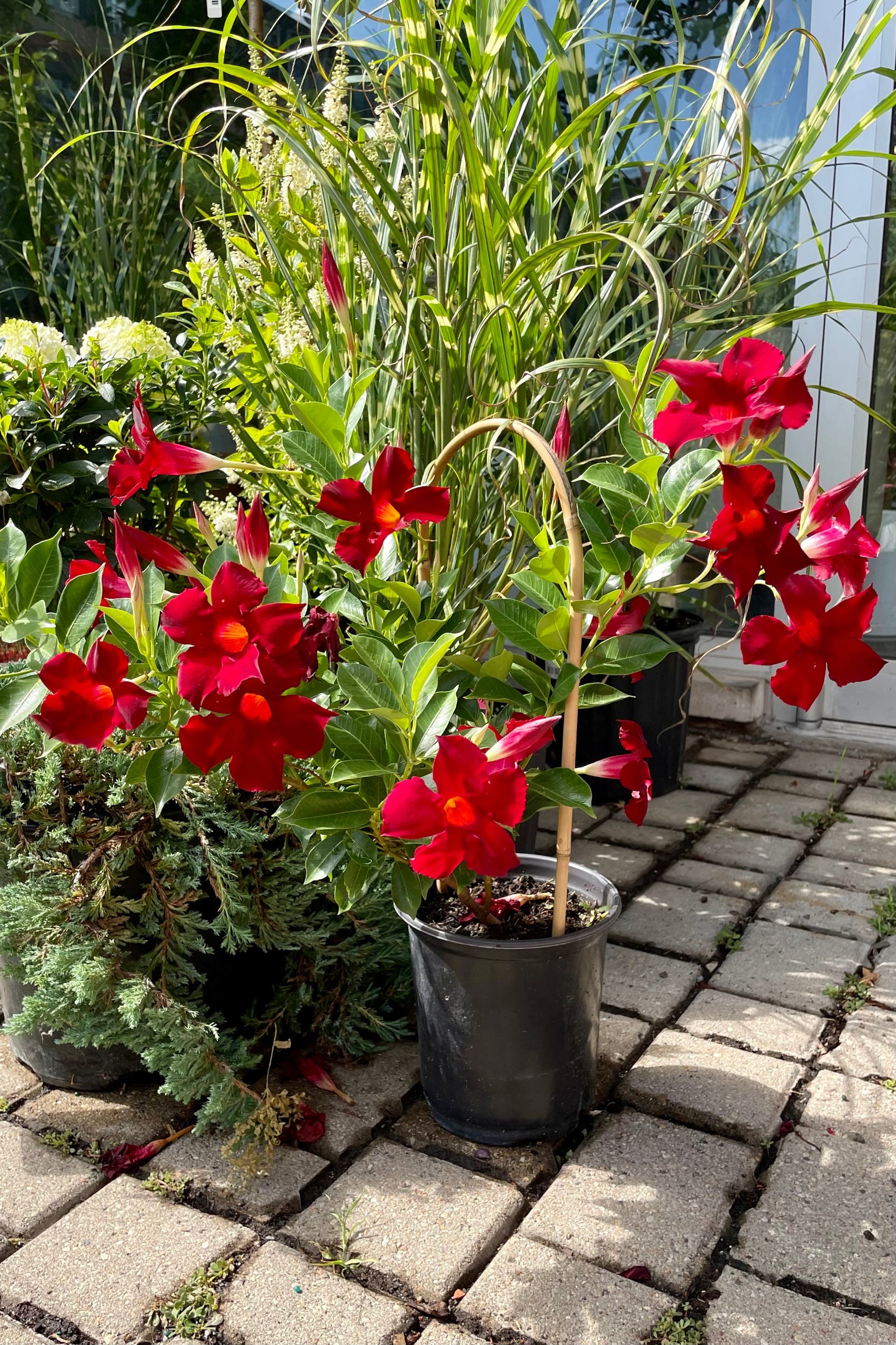 #1 size growers pot of red Mandevilla with a hoop blooming in mid July at Sprout Home. ©Sprout Home