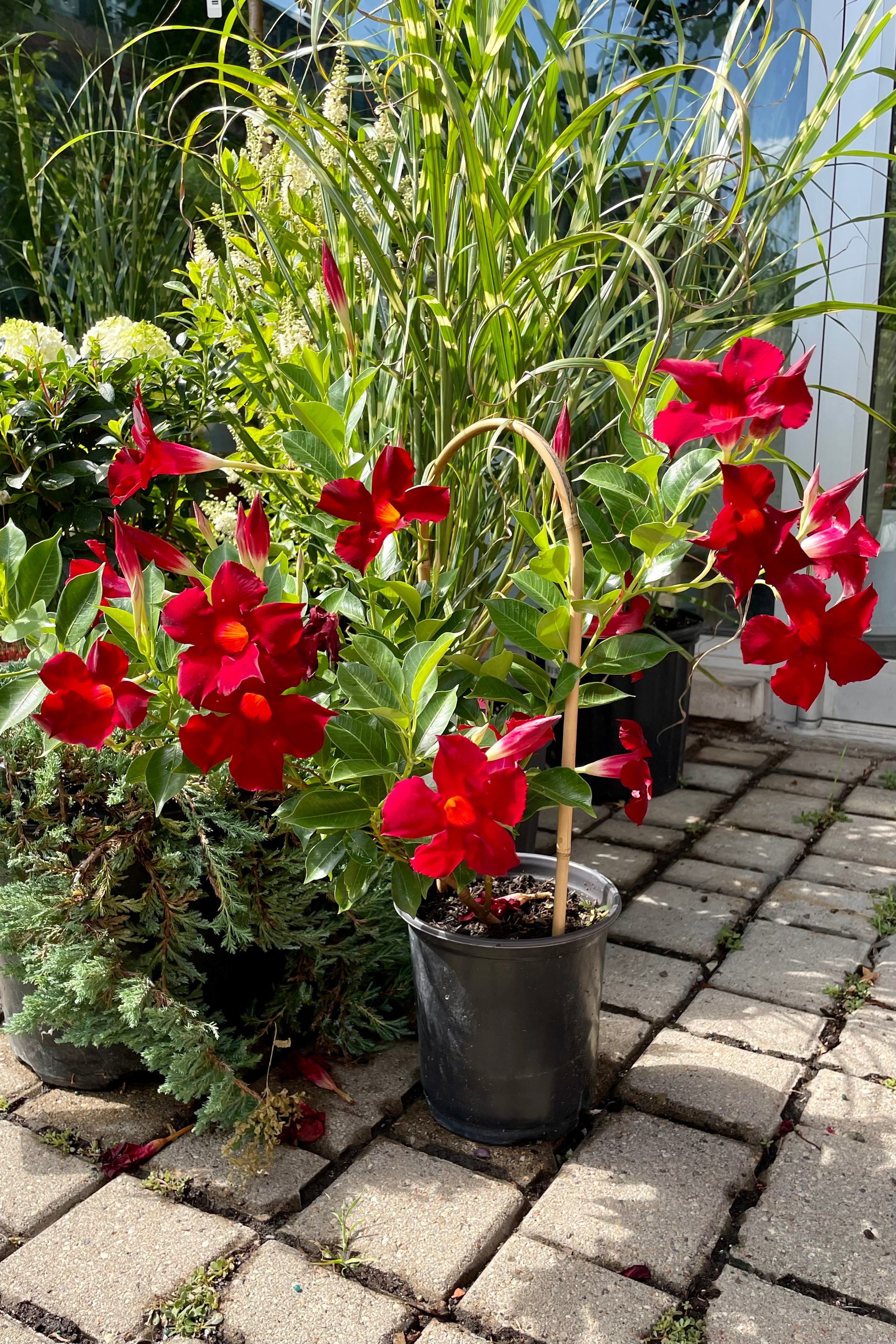 #1 size growers pot of red Mandevilla with a hoop blooming in mid July at Sprout Home.