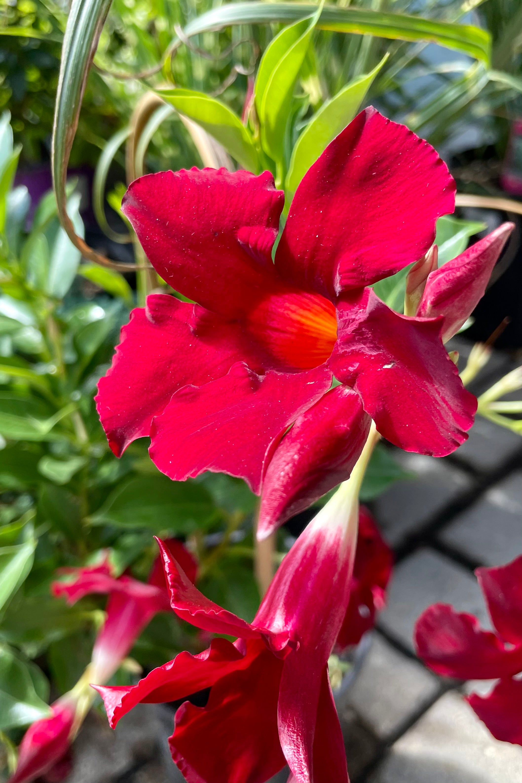 The deep red tropical flowers of the Mandevilla vine mid July.