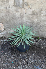 Mangave plant in a 10" container.