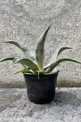 The Agave x mangave sits against a grey backdrop in a six inch growers pot.