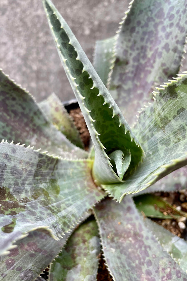 The Mangave boast silver, purple and green foliage.