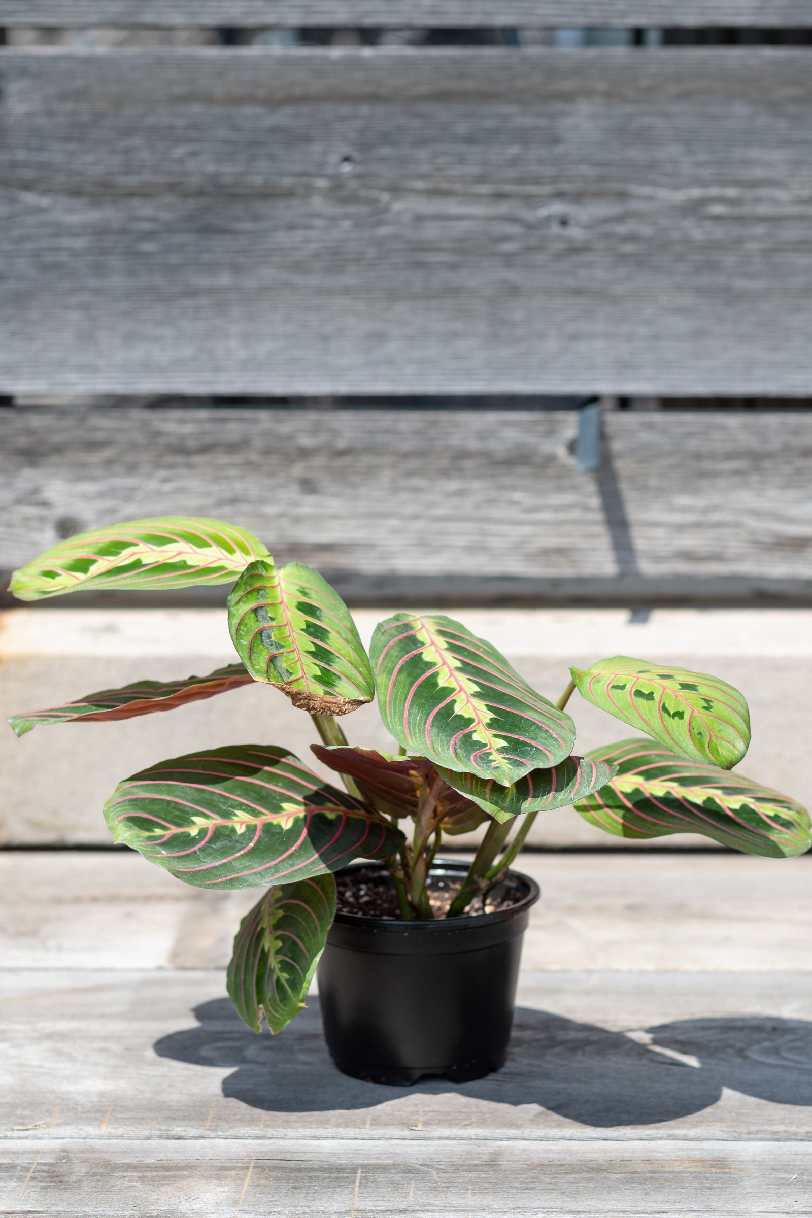 Maranta leuconeura 'Pinstripe' potted in front of grey wood wall