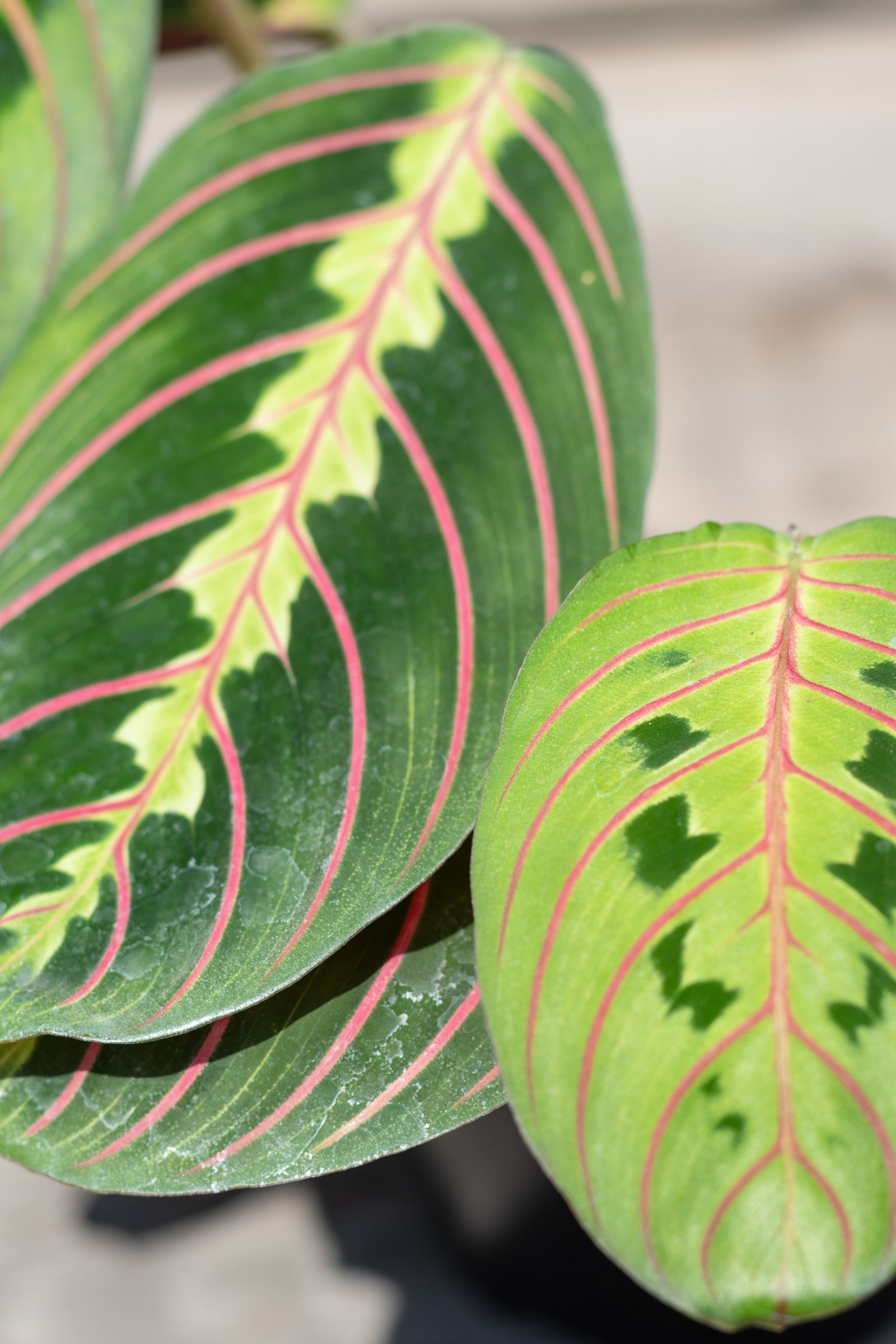 Close up of Maranta leuconeura 'Pinstripe' leaves