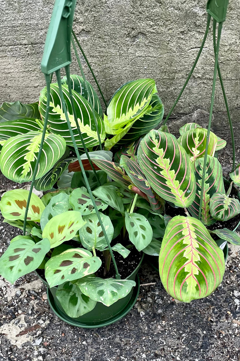 A trio of various species of Maranta in 6" growers pots grouped together