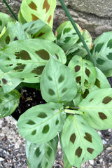 Maranta "Prayer Plant with green and burgundy brown leaves detail picture.