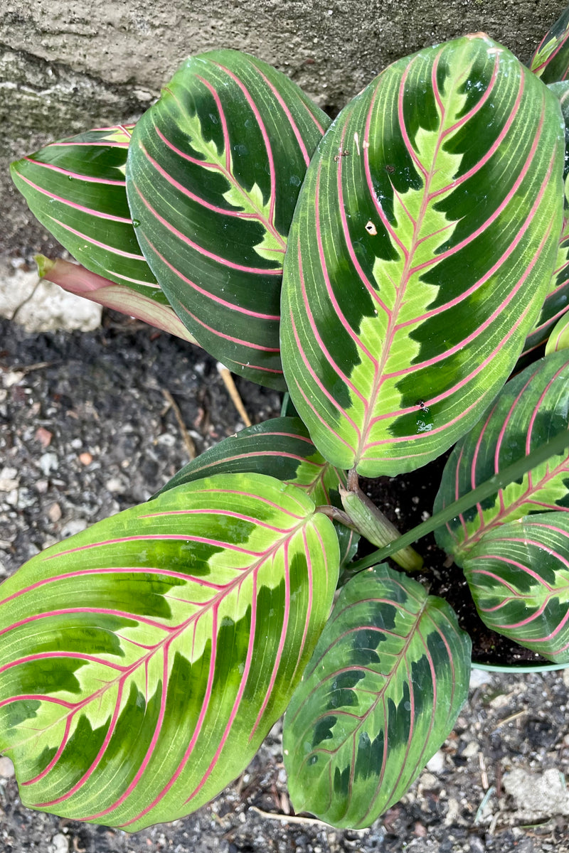 Maranta "Prayer Plant with green and pink striped leaves detail picture.