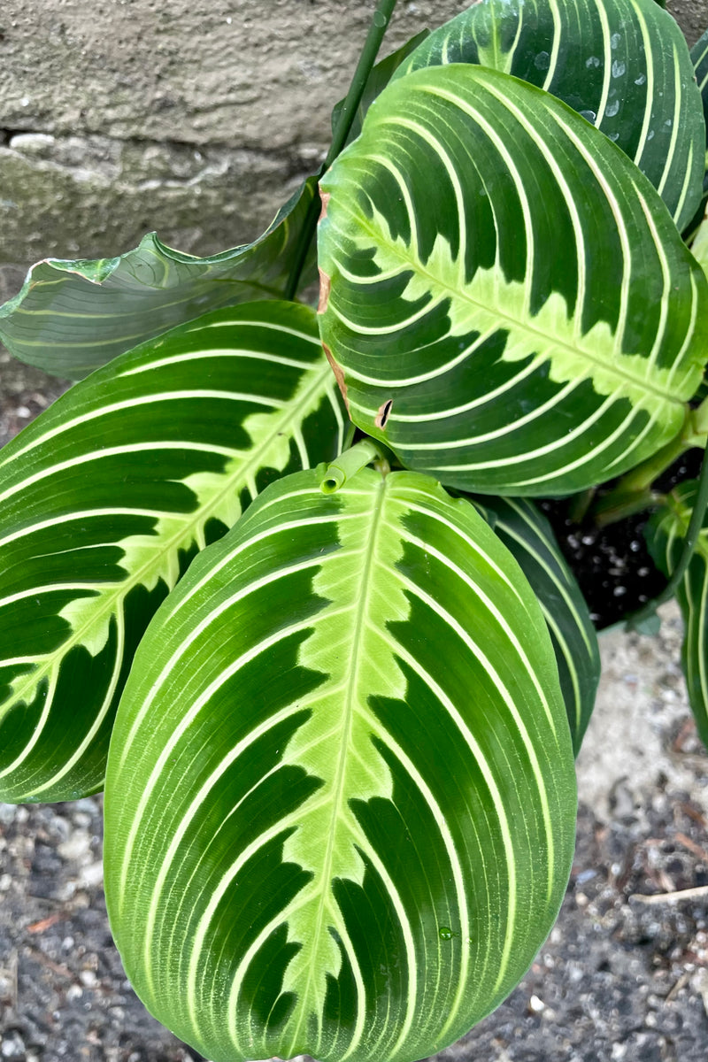 Maranta "Prayer Plant with green and white striped leaves detail picture.