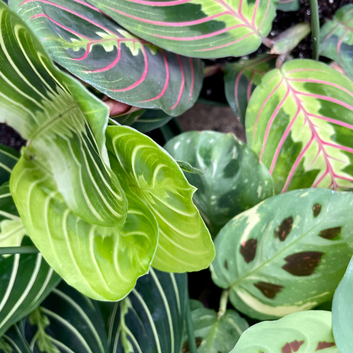 Maranta 