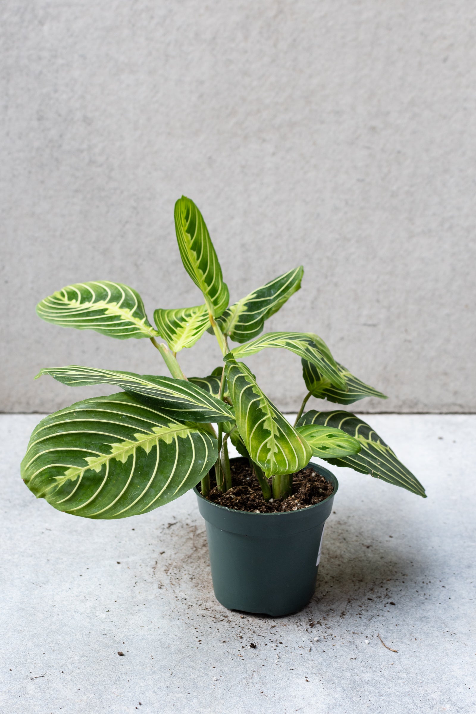 Lemon Lime prayer plant against a grey wall. 