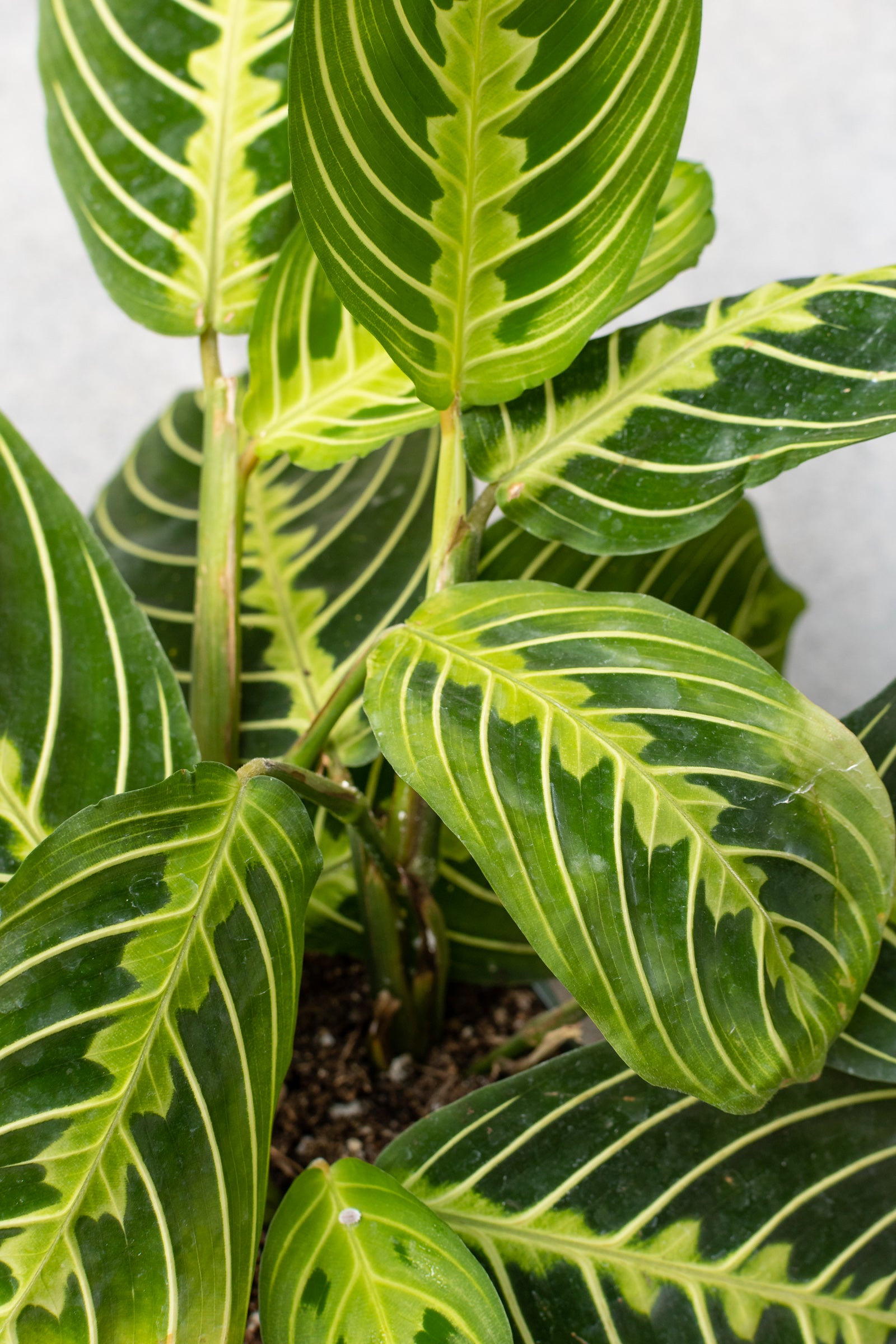 Detail shot of the leaves of a Maranta leuconeura.