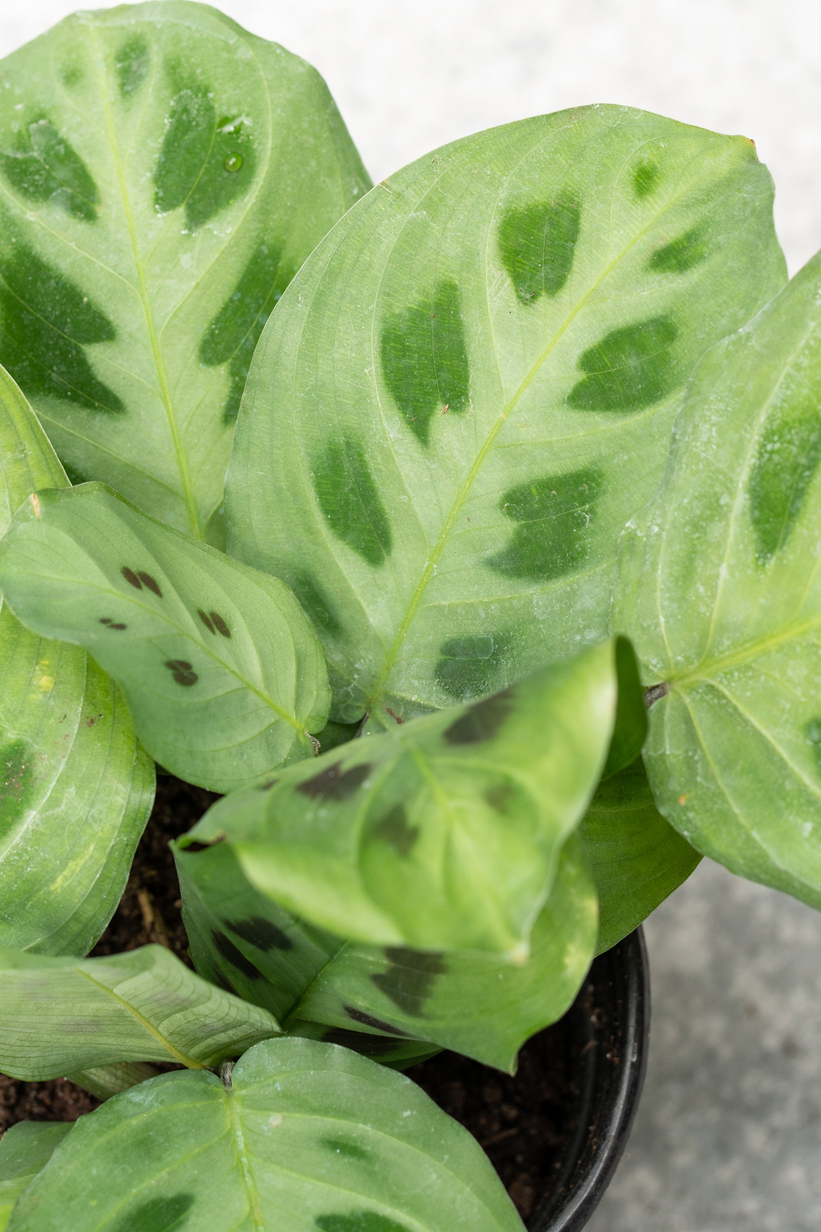 Potted Maranta leuconeura 'Rabbit Tracks' plant with light green leaves showing dark splotches ©Sprout Home