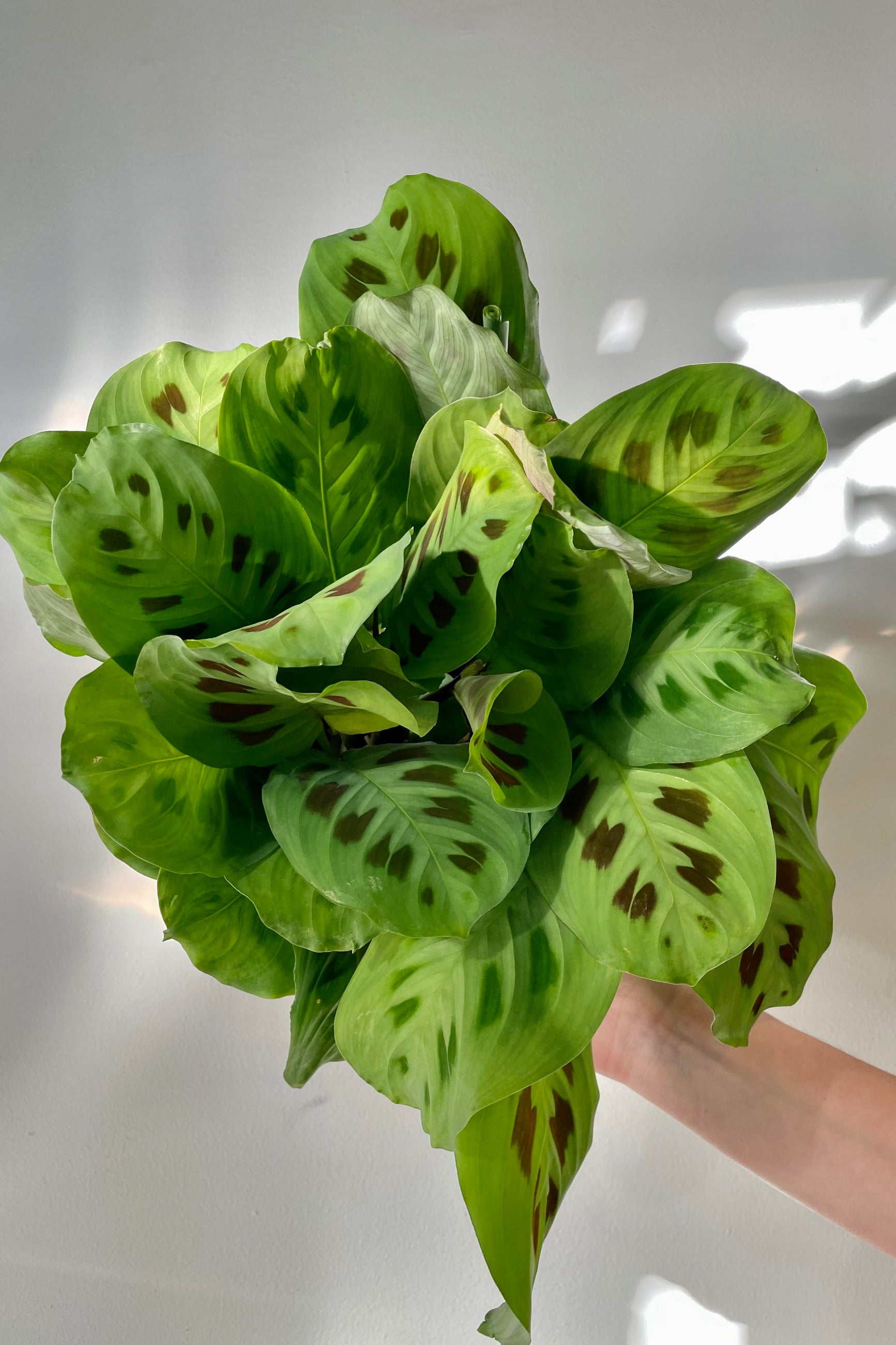 The Maranta leuconeura 'Rabbit Tracks' 6" is held against a white backdrop. ©Sprout Home 