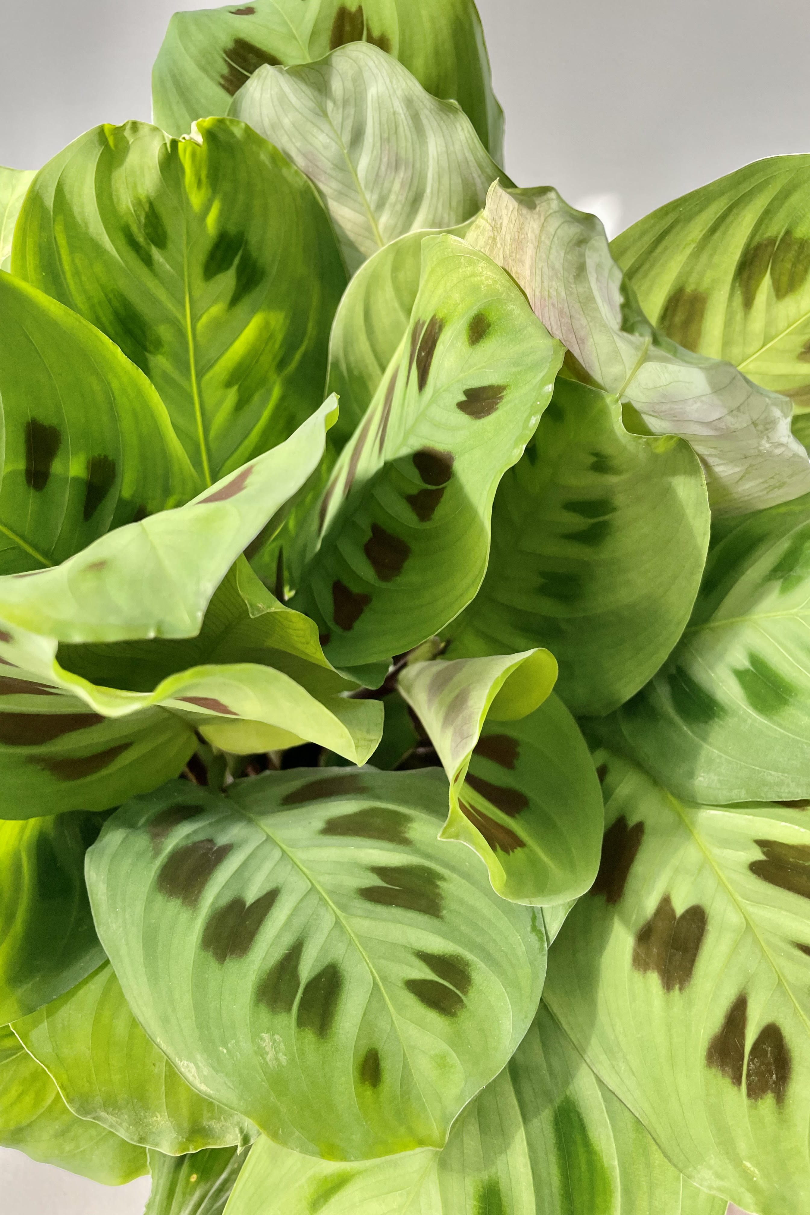 A detailed shot of the Maranta leuconeura 'Rabbit Tracks' 6".