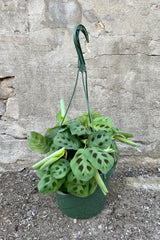 Maranta leuconeura 'Rabbit Tracks' 8" hanging growers pot with variegated green paw print track leaves against grey wall.