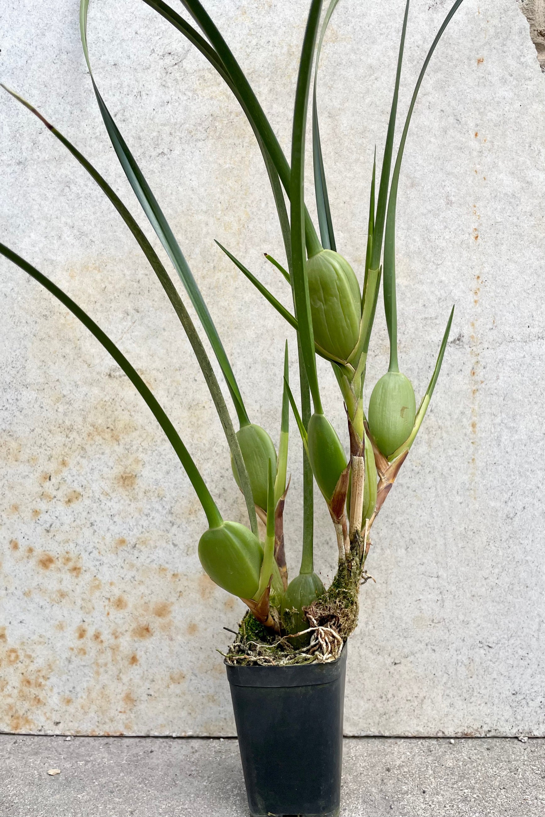 A Maxillary tenuifolia not in bloom in a 2.5" growers pot against a concrete wall.  ©Sprout Home