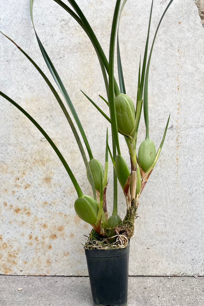 A Maxillary tenuifolia not in bloom in a 2.5" growers pot against a concrete wall. 