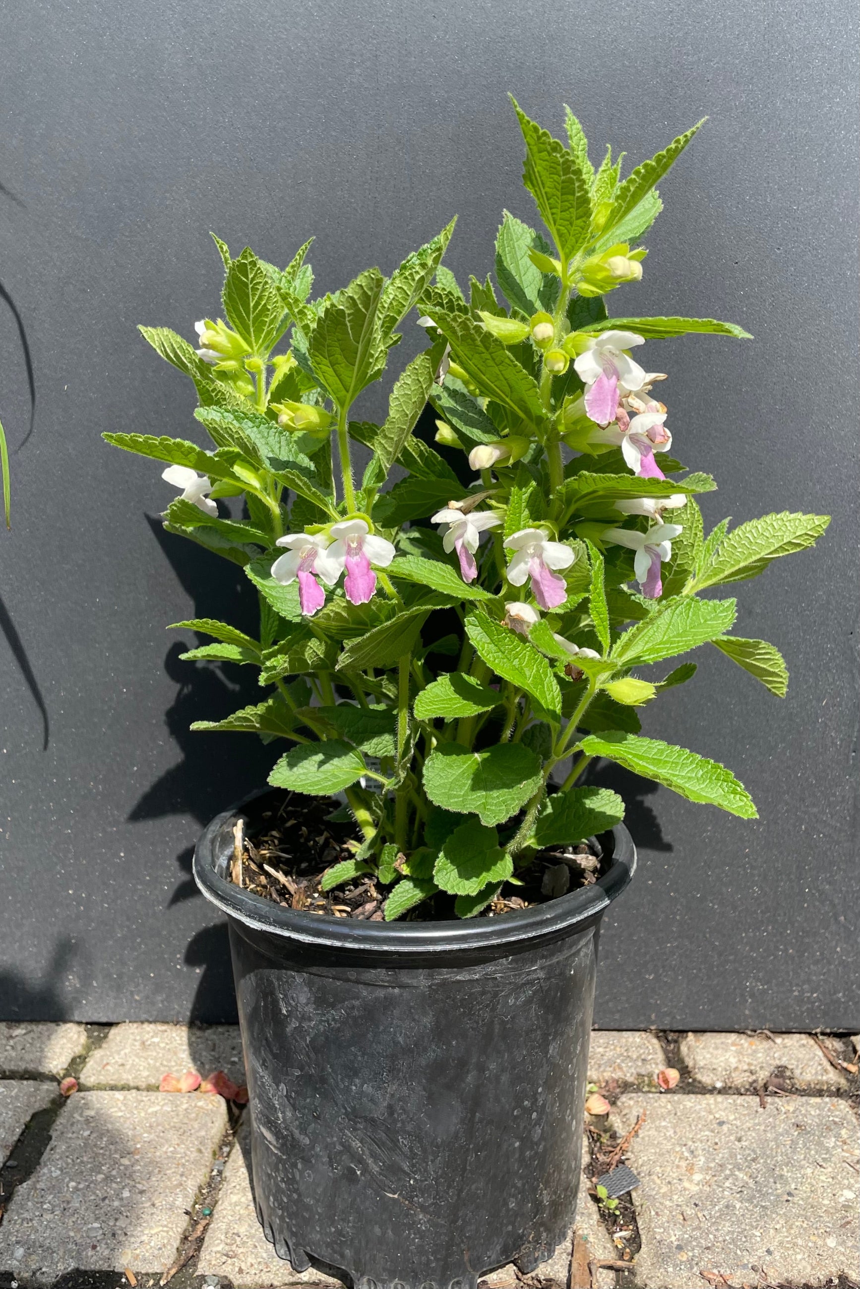 A #1 growers pot of Melittis 'Royal Velvet Distinction' in full bloom the middle of May at Sprout Home showing the white and purple flowers against a black background. ©Sprout Home