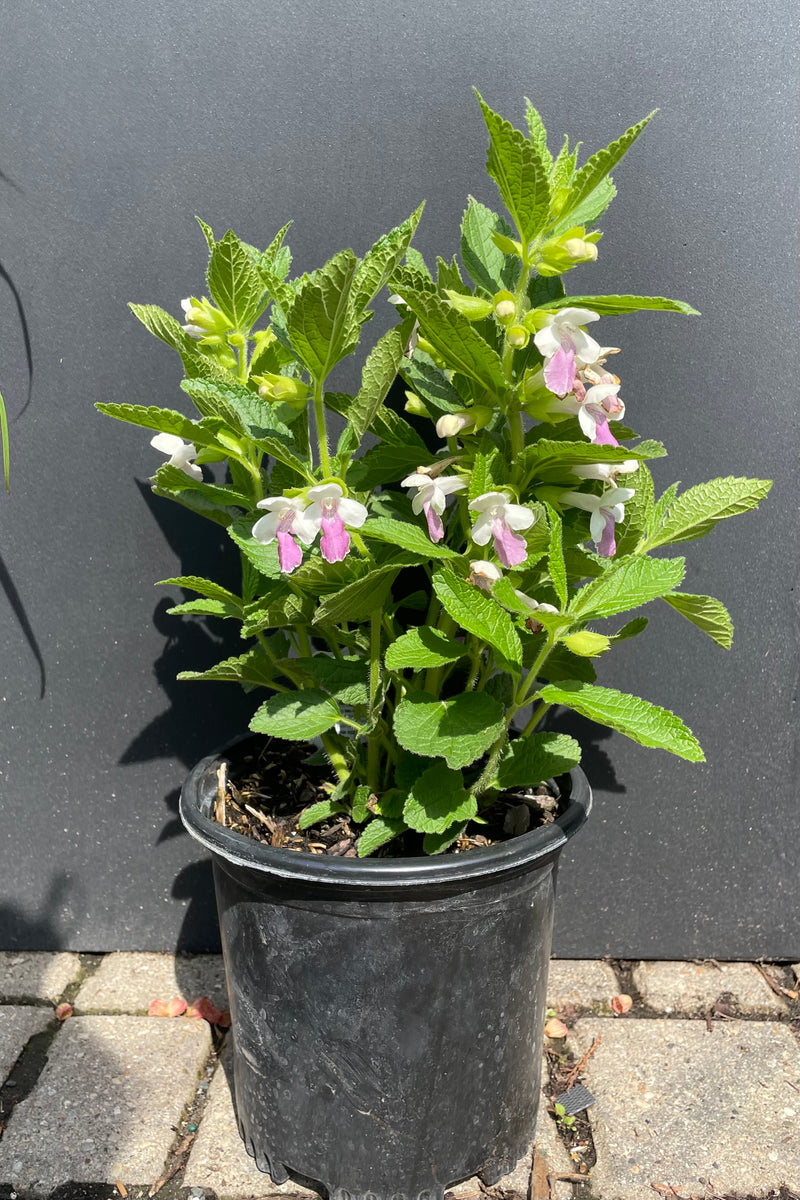 A #1 growers pot of Melittis 'Royal Velvet Distinction' in full bloom the middle of May at Sprout Home showing the white and purple flowers against a black background. 