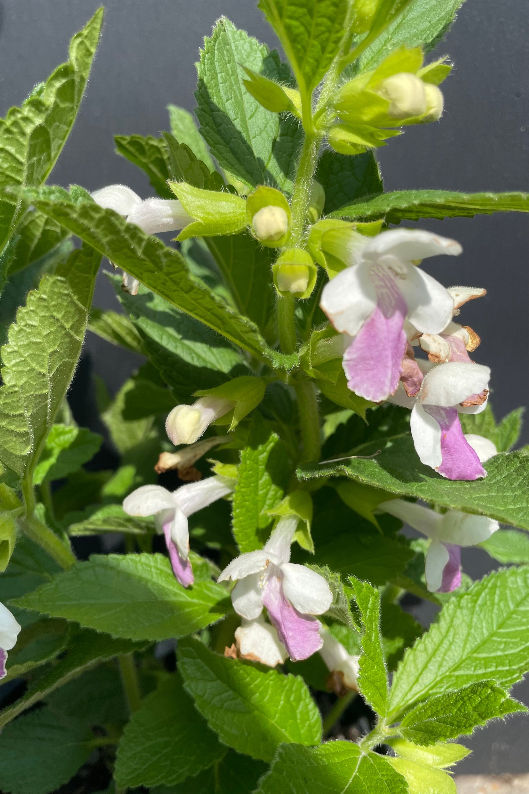 A close up picture of the Melittis 'Royal Velvet Distinction' perennial in full bloom showing the white and purple flowers that look like orchids flowers in May. ©Sprout Home