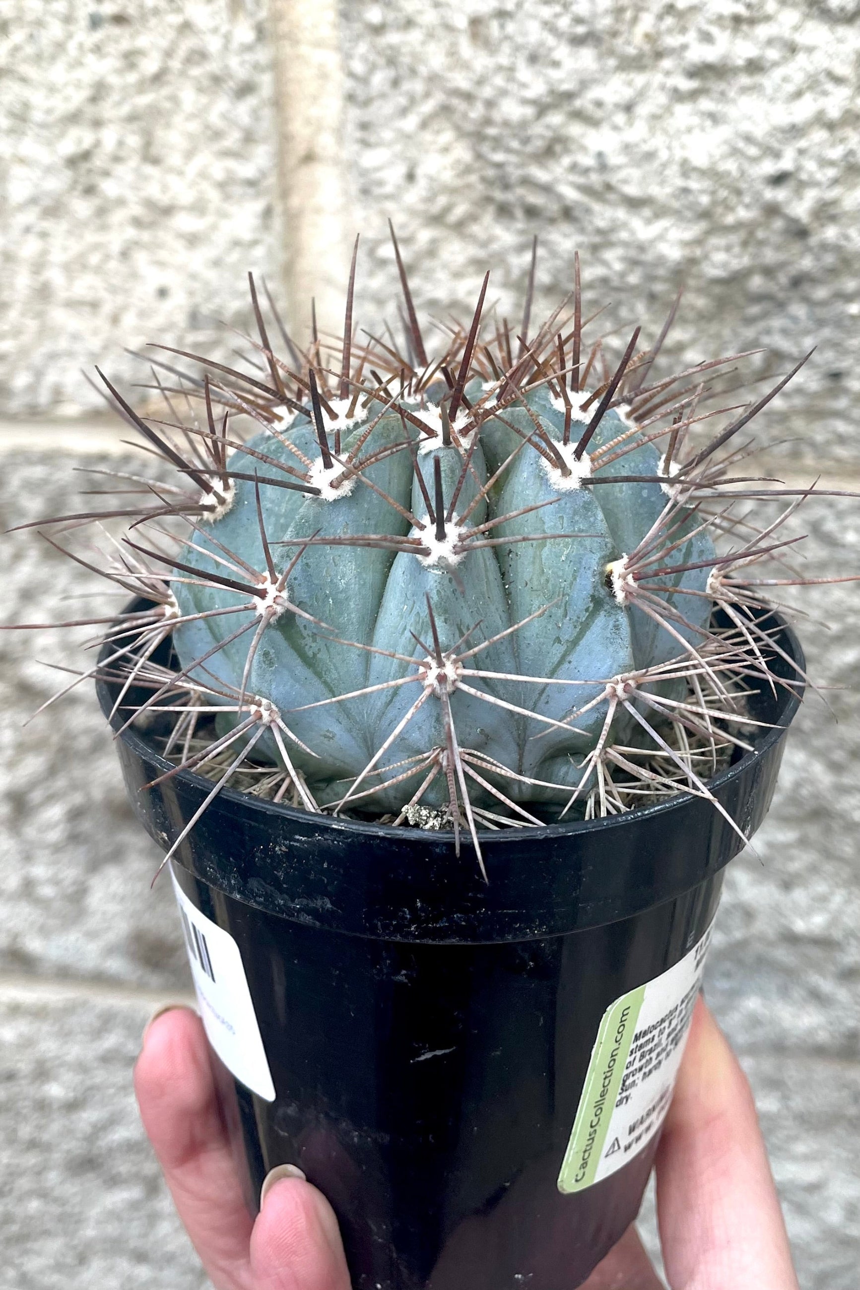 A hand holds Melocactus azureus “Turk’s Cap Cactus” 3.5" in a grow pot against concrete backdrop ©Sprout Home