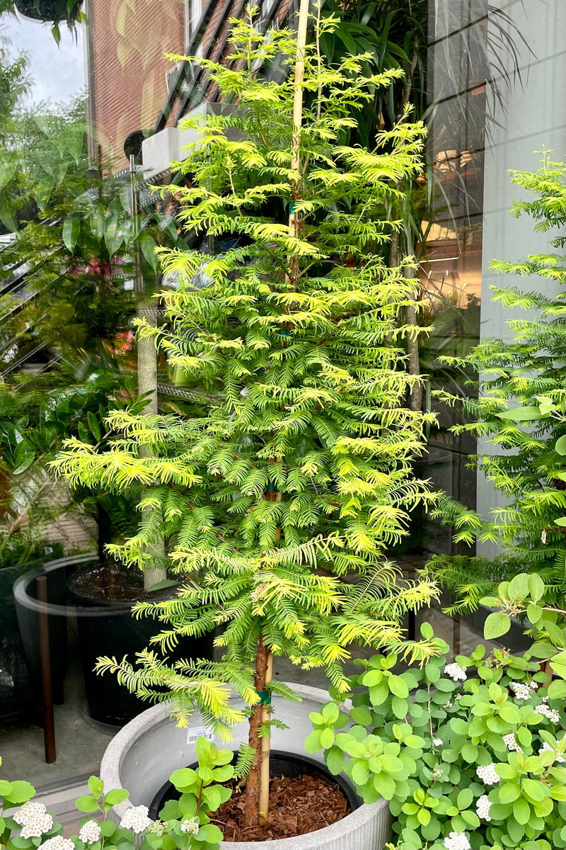 "Amber Glow' dawn redwood tree in a #6 growers pot sitting in another container with other plant material in the background at Sprout Home the end of May showing the soft green needles.