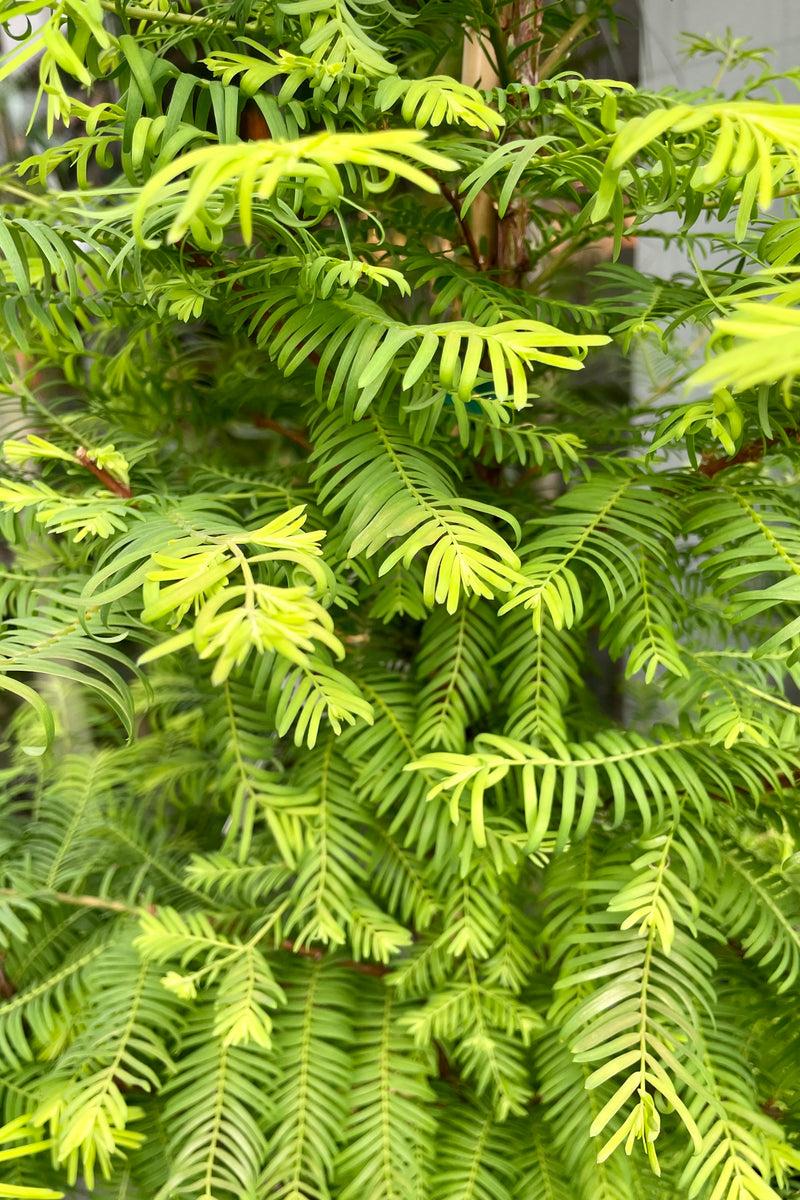 "Amber Glow' dawn redwood tree at Sprout Home the end of May showing the soft green needles.