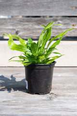 Microsorium musifolium 'Crocodyllus' in grow pot in front of grey wood background