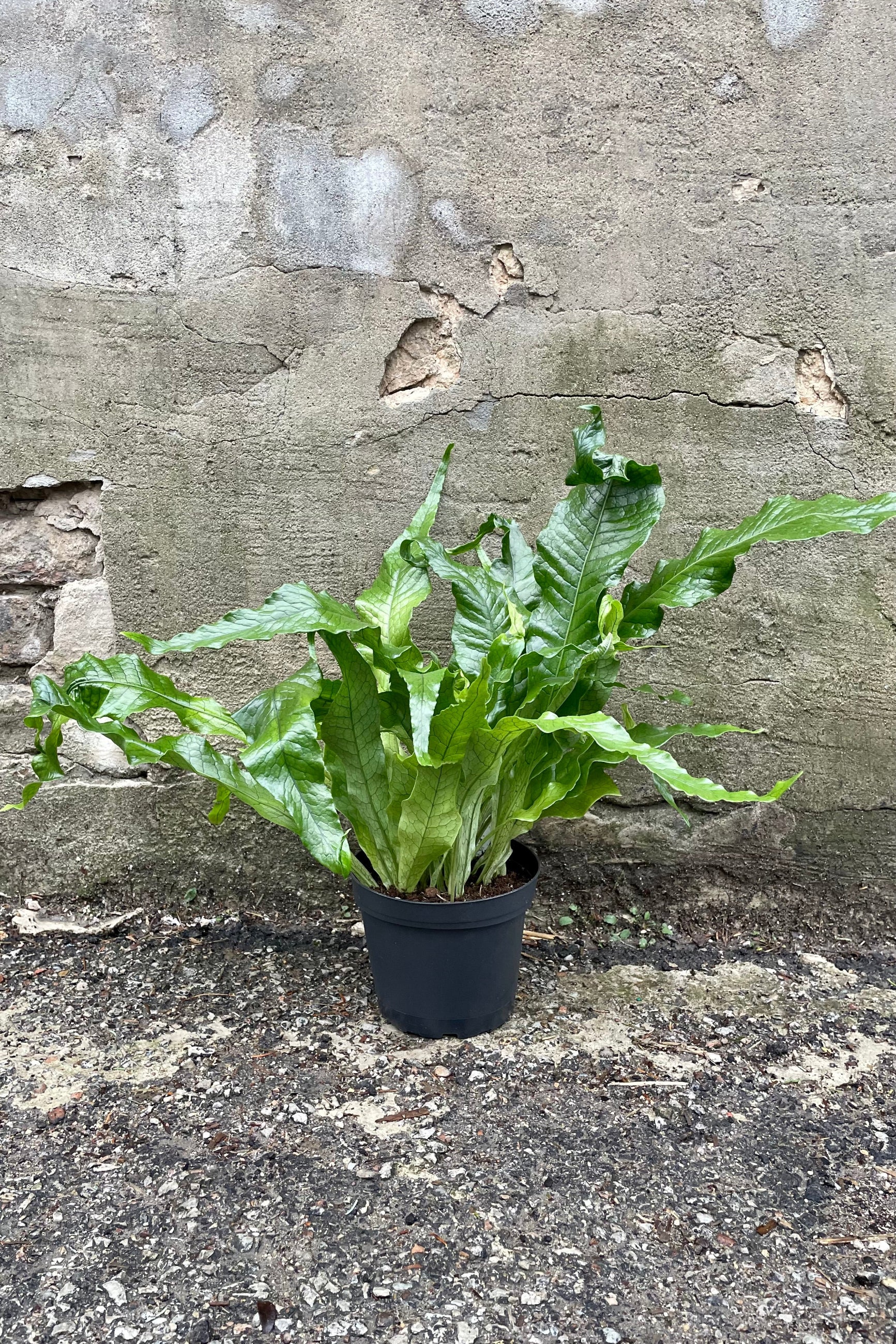 The Crocodile fern in a 6" growers pot against a grey wall. ©Sprout Home