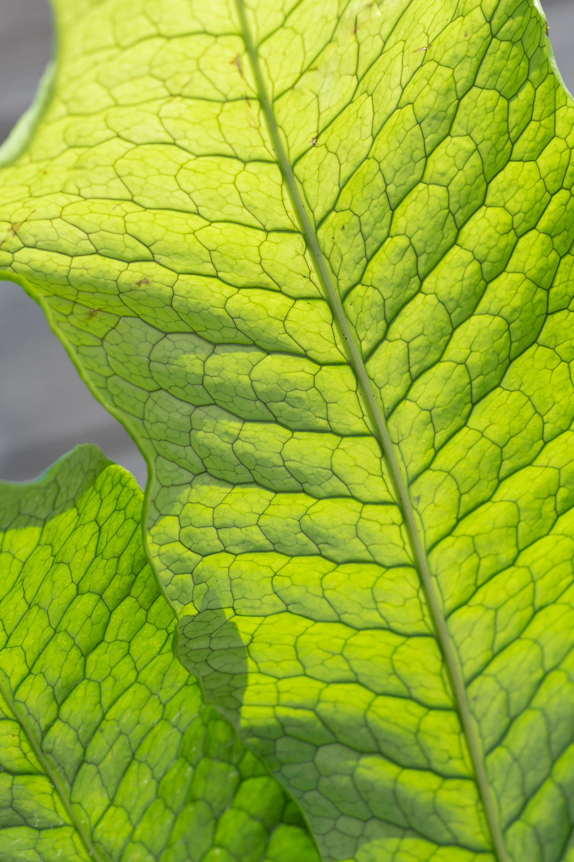Close up of Microsorium musifolium 'Crocodyllus' "Crocodile Fern" leaf