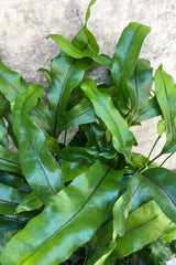 Close up of Microsorum diversifolium "Kangaroo Fern" foliage