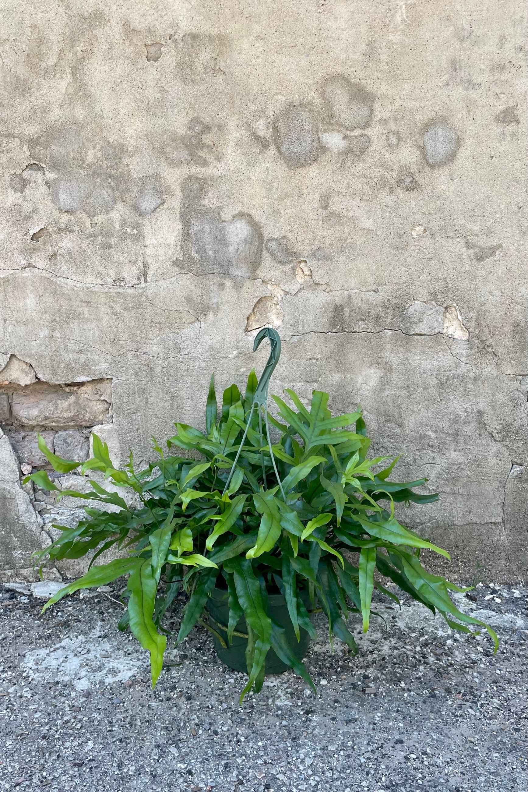 Microsorum diversifolium "Kangaroo Fern" 8" in a green hanging basket growers pot  against a grey wall ©Sprout Home