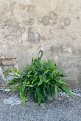 Microsorum diversifolium "Kangaroo Fern" 8" in a green hanging basket growers pot  against a grey wall