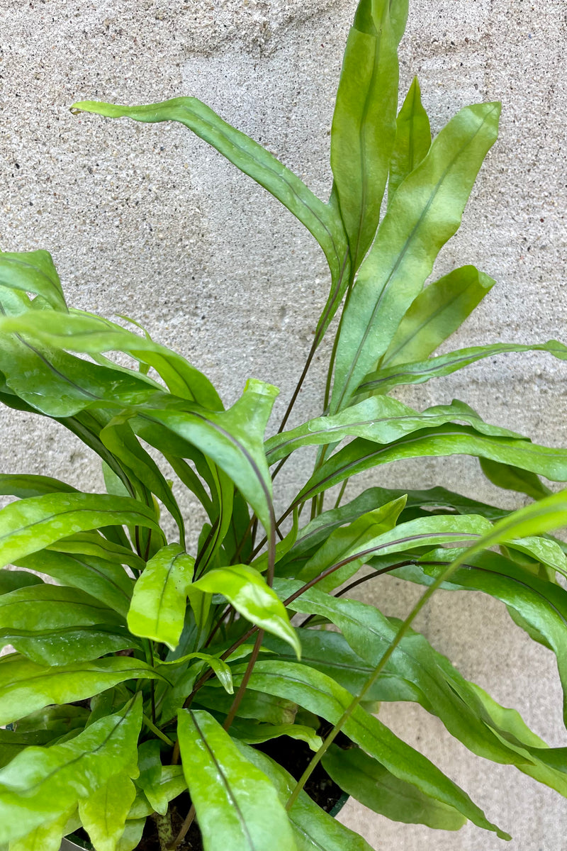 A close-up view of the leaves of the 4" Microsorum diversifolium "Kangaroo Fern" against a concrete backdrop
