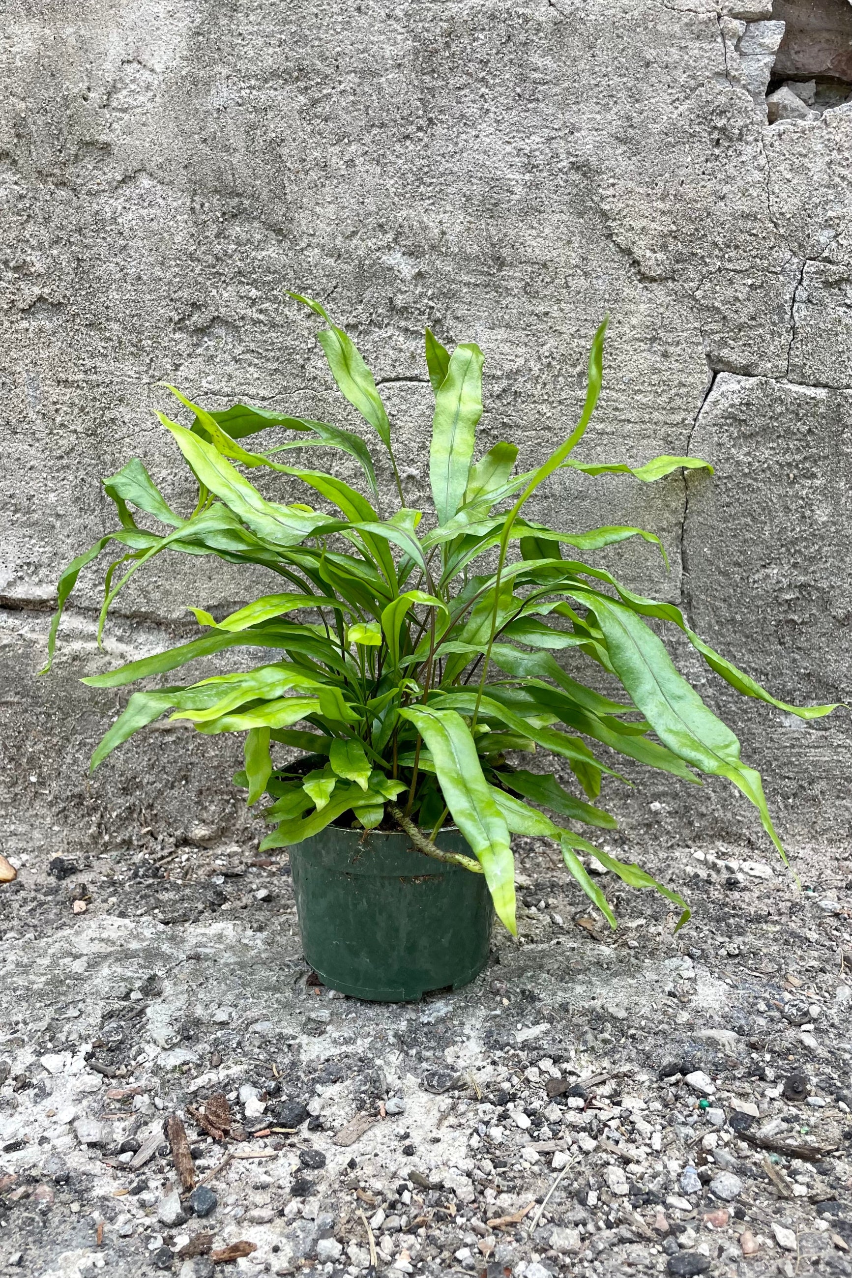 A full view of the 4" Microsorum diversifolium "Kangaroo Fern" in a grow pot against a concrete backdrop ©Sprout Home