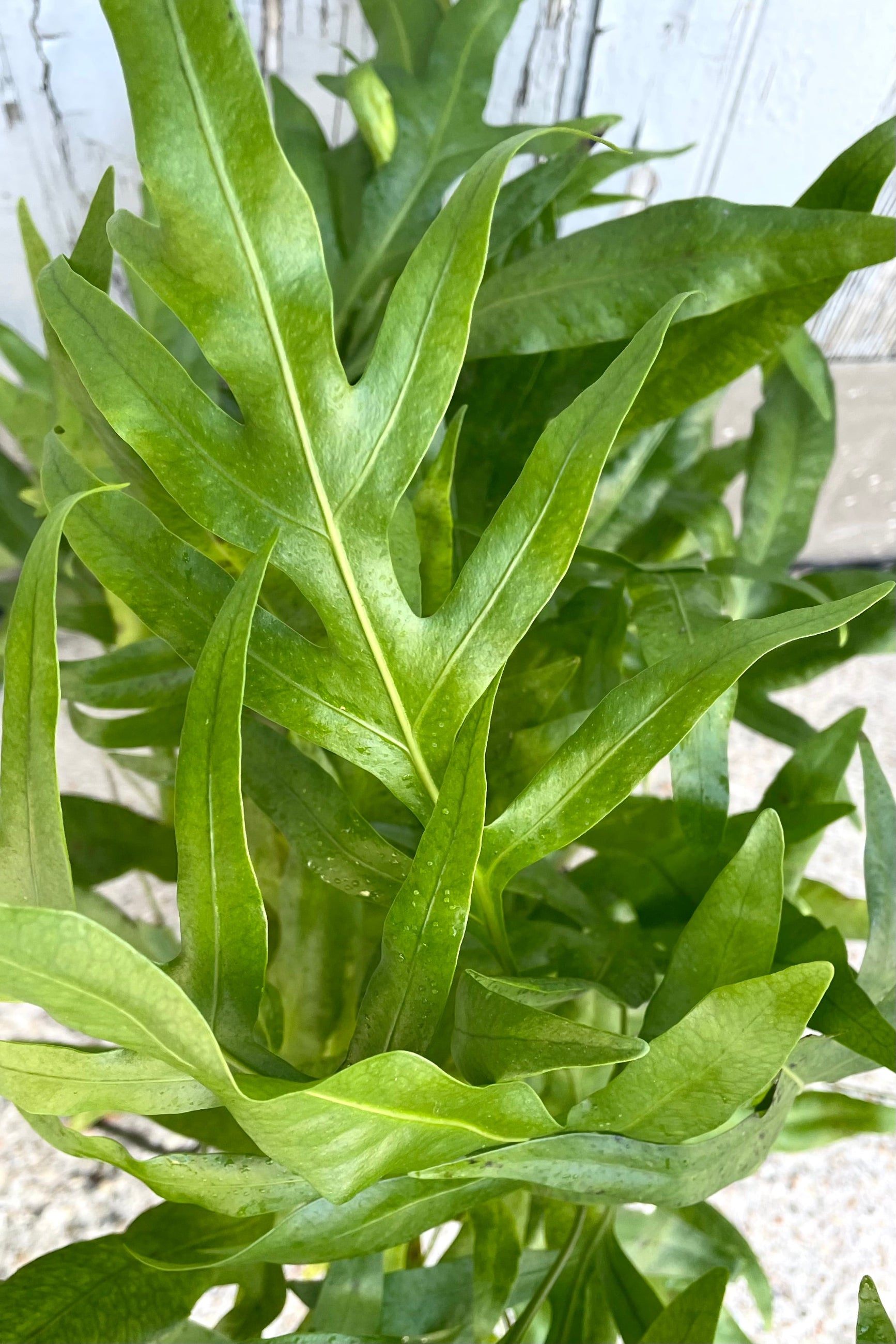 A detailed shot of Microsorum scolopendrium 'Laua'e Iki' 6"  ©Sprout Home