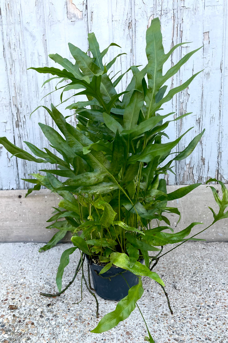 A full shot of Microsorum scolopendrium 'Laua'e Iki' 6" in grow pot against wooden backdrop
