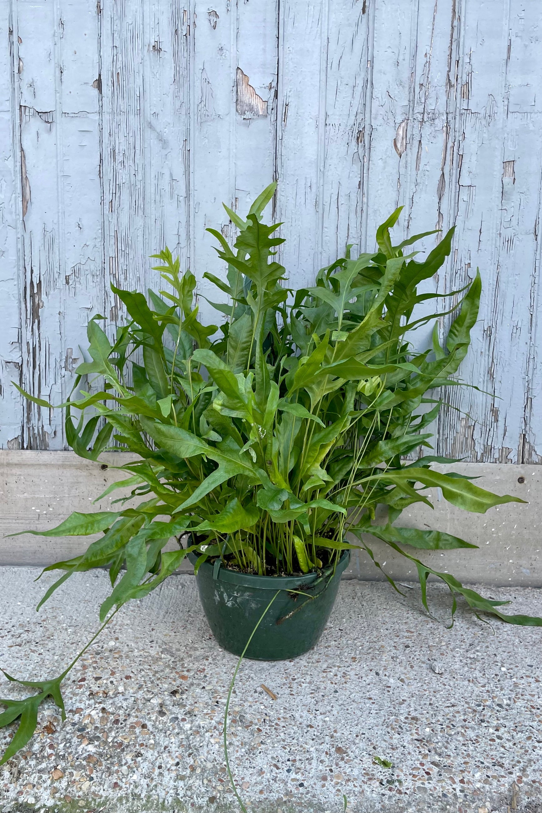 A full view of Microsorum scolopendria 'Laua'e Iki' 8" in grow pot against wooden backdrop ©Sprout Home