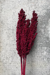Burgundy dyed Milo berry bunch against a grey wall. 