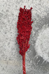 Dyed red Milo berry branch bunch against a grey wall. 