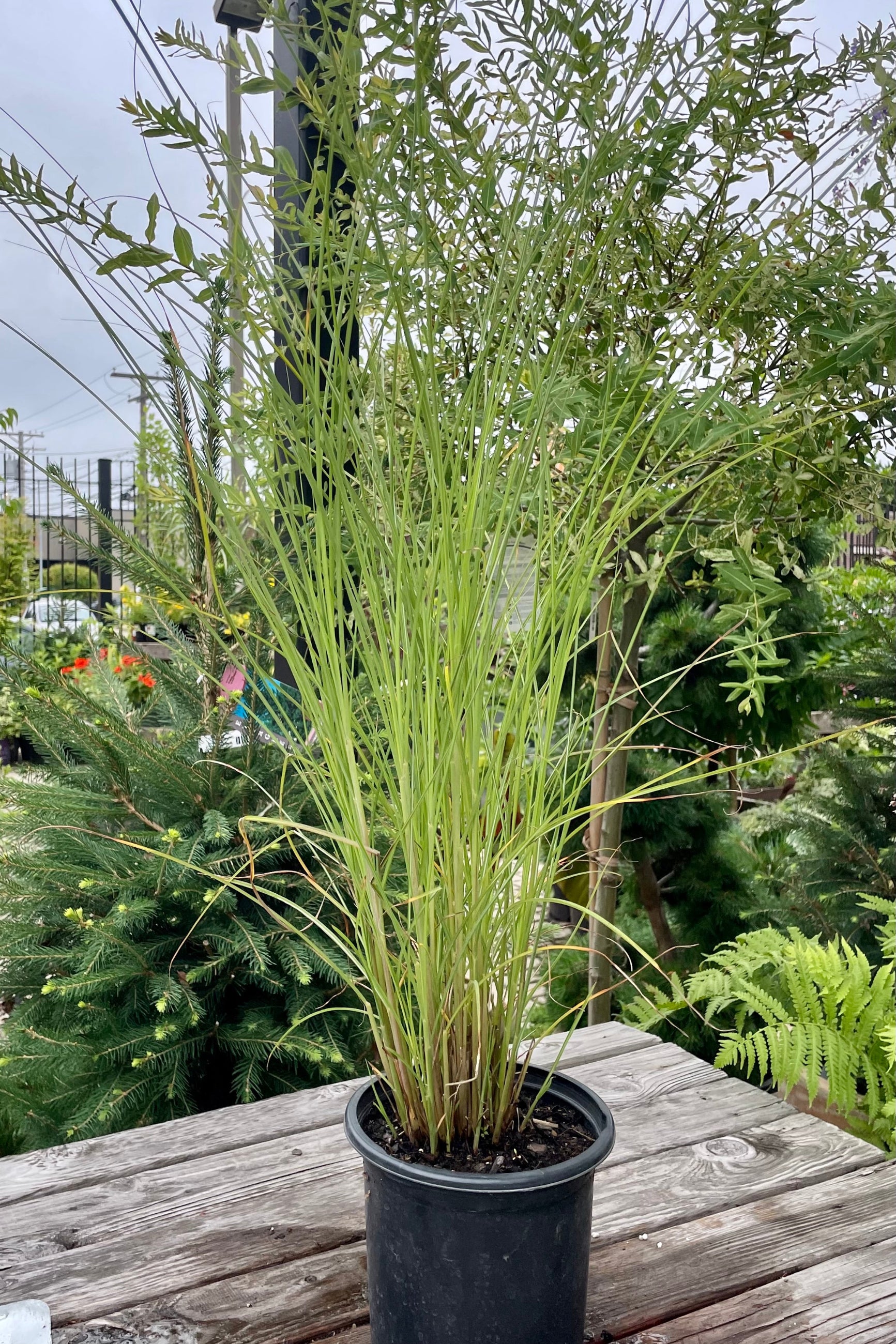Miscanthus 'Gracillimus' in a #1 pot middle of July at Sprout Home showing the slender elegant blades of foliage. ©Sprout Home