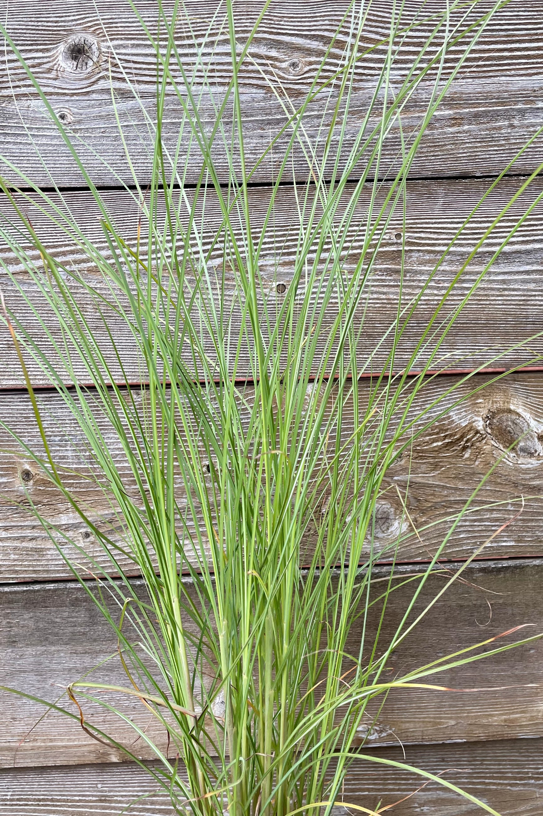 Detail picture of the slender and visually light blades of Miscanthus 'Gracillimus' in mid July ©Sprout Home