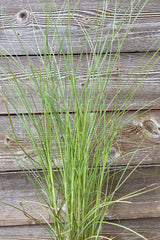 Detail picture of the slender and visually light blades of Miscanthus 'Gracillimus' in mid July