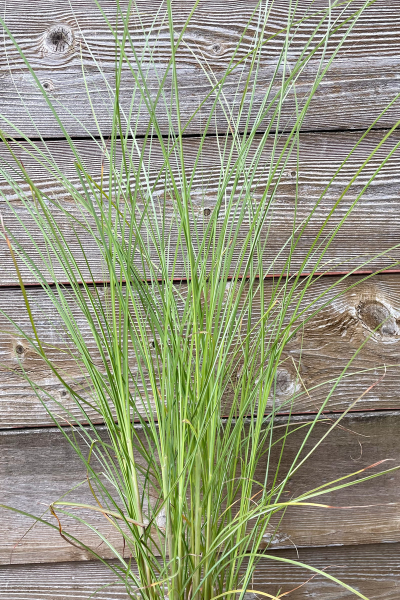 Detail picture of the slender and visually light blades of Miscanthus 'Gracillimus' in mid July