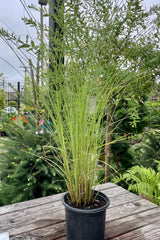 Miscanthus 'Gracillimus' in a #1 pot middle of July at Sprout Home showing the slender elegant blades of foliage. 