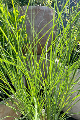 detail picture showing the blades of the Miscanthus 'Graziella' grass mid June at Sprout Home in front of terracotta decorative containers.